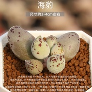 In-stock succulent plants: Noble Grace, White Queen, Ice Soul, Cupid, Pipi Shrimp, Dream Queen, Yan 