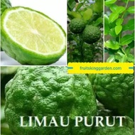 ANAK POKOK LIMAU PURUT HYBRID THAILAND Buah Buahan Fruits Live Plant