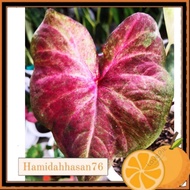 caladium/keladi euphoria