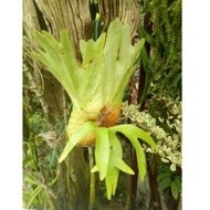 Staghorn Fern (Size S-XXL)