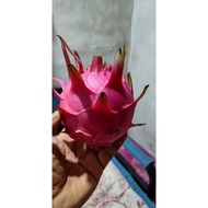 Keratan Pokok buah Naga (Dragon fruits) merah🐉🐉