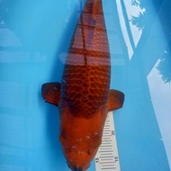 Ikan Koi Chagoi Anakan Import F1 59cm