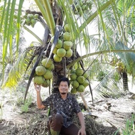 250 bibit kelapa hibrida