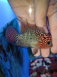 Flowerhorn King kamfa f2, flowerhorn male fish, 金花f2, pellet trained