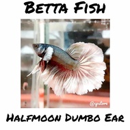 Ikan Hias Cupang Halfmoon Dumbo Ear Hmde - Betta Fish Big Ear Aquarium