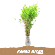 tanaman hias bambu mini micro perumpun sudah tumbuh akar siap tanam