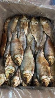 ikan asin belo 1 kg