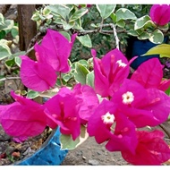 STRAWBERRY RED Bougainvillea (NOT YET ROOTED)