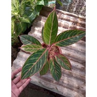 readyy aglaonema lipstik emerald dragon