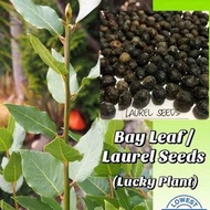♞,♘Bayleaf seeds easy sprout lucky plant 6-15seeds per pack orig1