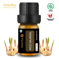 Darjeeling Wild Galangal Essential Oil / Minyak Atsiri Lajagoa