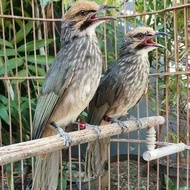 indukan burung cucak Rowo/sepasang cucak Rowo termurah/cucak Rowo bird