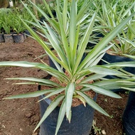 Variegated Yucca with FREE fertilizer