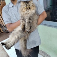 kucing persia himalaya jantan