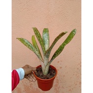 bill ala Kai bromeliad live plant