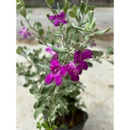 LGR / Texas Sage / Bunga Purple / Dekorasi Bunga