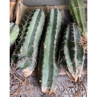 6-SIDED CACTUS 10-15CM (1 TREE - CAN BE USED FOR FOOT AND WATER)