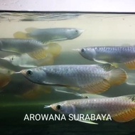 Arwana Golden Red High Back 24-25 cm