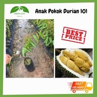 Green Leaf Nursery - Anak Pokok Durian 101 2kaki /D168/101榴莲树苗/2kaki/READY STOCK