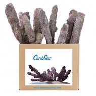 Caribsea Belize Branch 20lbs