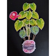 Plantita Cake Topper