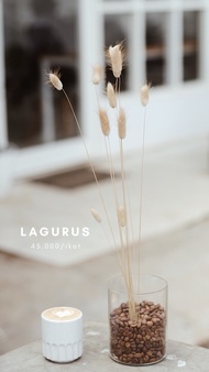 Lagurus - Dried Flowers
