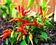 Pepper *edible*Dwarf Sweet Poupila Pepper seed-Ornamental pepper