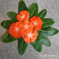 ISI PAKET : 10 Biji - Benih Bunga Vinca MANDARIN ORANGE - Moezza SeedsMart