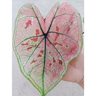 Happi GO 1Pot Caladium Lukmai 2 Thailand / Keladi Thailand (Live Plant)