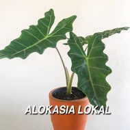 Alocasia Keladi Amazon Lokal