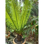 Pokok bogak cyprus Anak pokok live plant