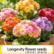 Longevity flower seeds bloom throughout the four seasons, with a large amount of long flowers during