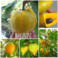 2 cây giống lekima FGFDG