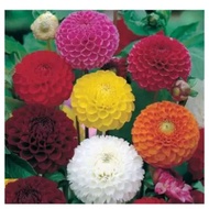 Seeds Biji Benih Dahlia  Pompom seeds