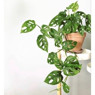 Pokok Monstera Adansoni / Keladi monstera