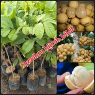 benih/bibit/tanaman buah duku komering