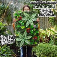 EAGOCRAFT ขนาด40x60cm. หญ้าผนังกันร้อน หญ้ามิลาน ตีนเป็ด  หญ้าเทียมแนวตั้ง แต่งร้านค้า คาเฟ่ติดรั้่ว