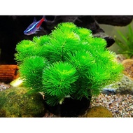 Arhat Seaweed Mounted with Pre-Nutrition Media Without CO2 and Substrate - Aquatic Plants for Aquari