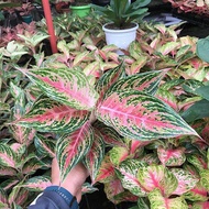 tanaman hias aglonema pink butterfly ( aglaonema pink beauty) 