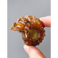 Natural Paleo Biological Claw Snail Fossil Jade Conch Ammonite Ore Specimen Stone Popular Science St