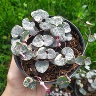tanaman hias string of heart variegata