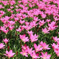tanaman hias lily hujan / rain lily