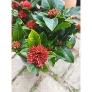 Ready Stock Pokok Bunga Ixora .Ixora plants,Pecah Periuk,Jenjarum,Hiasan Halaman Landscape, Outdoor 