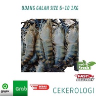 Udang Galah Size 6-10 1kg / Udang Galah Besar / Udang Galah Jumbo / Udang Galah Super / Udang Galah 