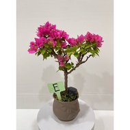 纸花/三角梅 盆栽 带盆 (红紫色花，如照片颜色）Live Plant :  BOUGAINVILLEA  Bunga Kertas Bonsai with pot (flower Rose Colo