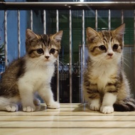 #3 - Kitten / Anak Kucing - Anggora / Persia / Munchkin / Maine Coon