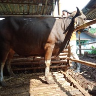 Sapi Bali +-250 kg Qurban - Kurbanpedia
