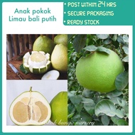 PBN - anak pokok limau bali putih - pokok bunga nursery pomelo citrus grandis abung tambun betawi fr