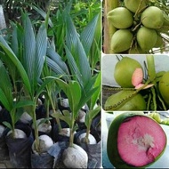 Bibit Kelapa Wulung Hijau Asli