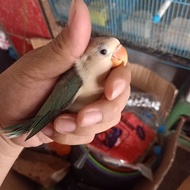 SALE TERLARIS BURUNG LOVEBIRD/LAKBET/LB WARNA CANTIK MANDIRI GREEN/BLUE/BIOLA/PB READYY